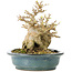 Acer buergerianum, 15 cm, ± 30 years old, in a handmade Japanese pot by Reiho