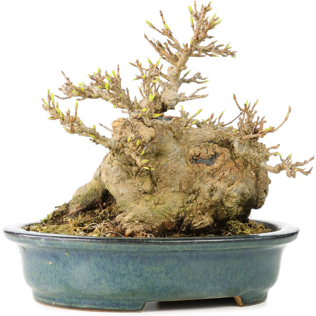 Acer buergerianum, 15 cm, ± 30 años, en maceta japonesa hecha a mano por Reiho