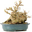 Acer buergerianum, 15 cm, ± 30 anni, in vaso giapponese fatto a mano di Reiho