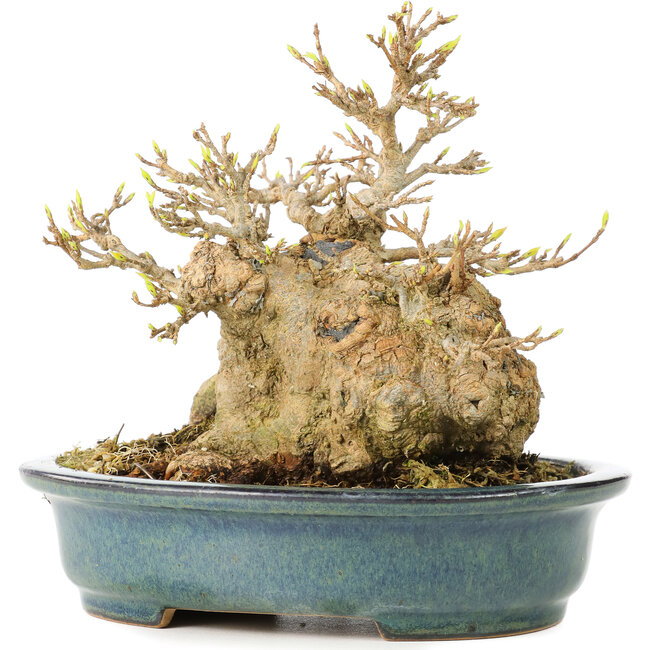 Acer buergerianum, 15 cm, ± 30 ans, dans un pot japonais fait main par Reiho