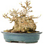 Acer buergerianum, 15 cm, ± 30 anni, in vaso giapponese fatto a mano di Reiho