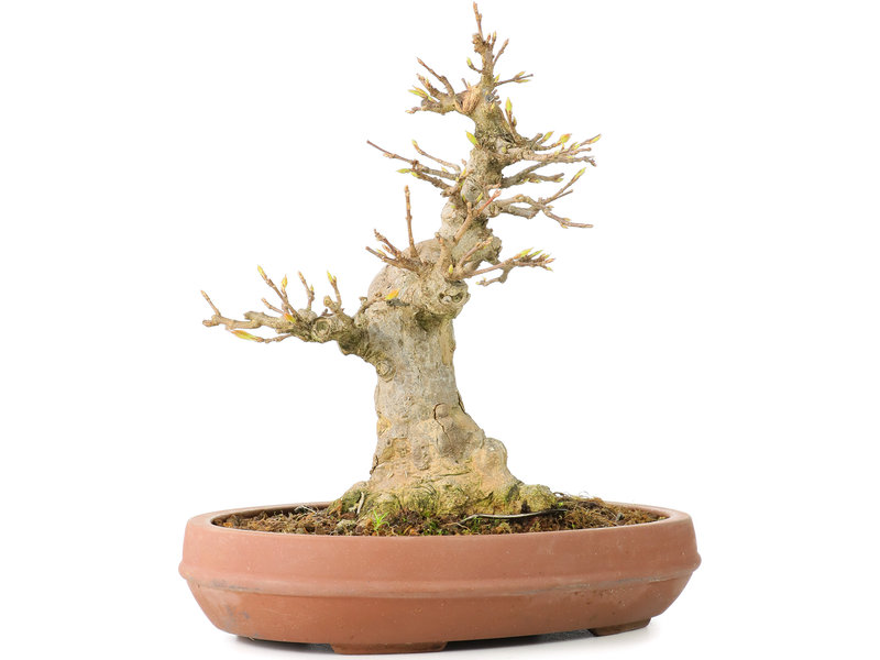 Acer buergerianum, 18,5 cm, ± 30 jaar oud, met een nebari van 10 cm