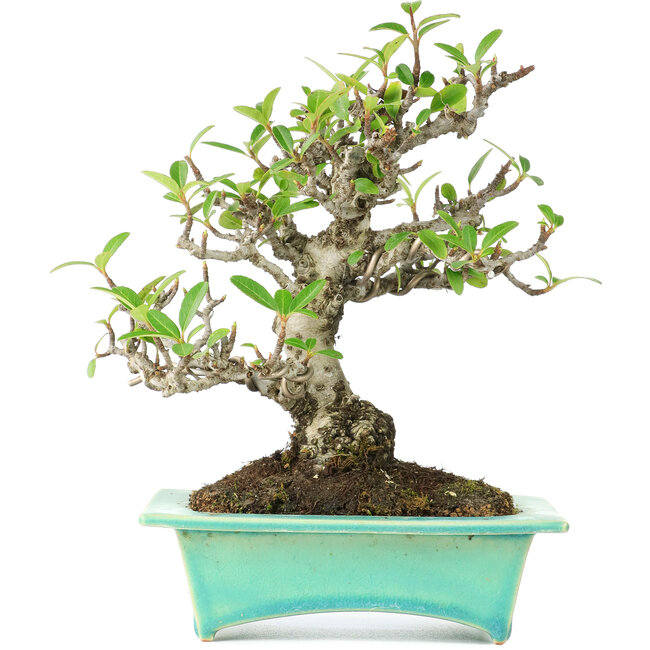 Pyracantha, 175 cm, ± 15 Jahre alt, in einem handgefertigten japanischen Topf