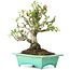 Pyracantha, 175 cm, ± 15 anni, in vaso giapponese fatto a mano