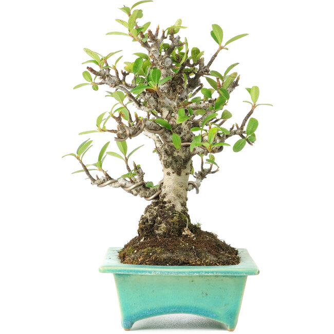 Pyracantha, 175 cm, ± 15 anni, in vaso giapponese fatto a mano