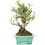 Pyracantha, 175 cm, ± 15 anni, in vaso giapponese fatto a mano