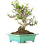 Pyracantha, 175 cm, ± 15 anni, in vaso giapponese fatto a mano