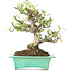 Pyracantha, 175 cm, ± 15 anni, in vaso giapponese fatto a mano