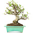 Pyracantha, 175 cm, ± 15 years old, in a handmade Japanese pot