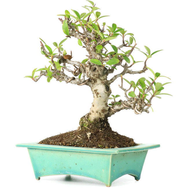 Pyracantha, 175 cm, ± 15 años, en maceta japonesa hecha a mano