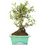 Pyracantha, 175 cm, ± 15 anni, in vaso giapponese fatto a mano