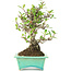 Pyracantha, 175 cm, ± 15 years old, in a handmade Japanese pot