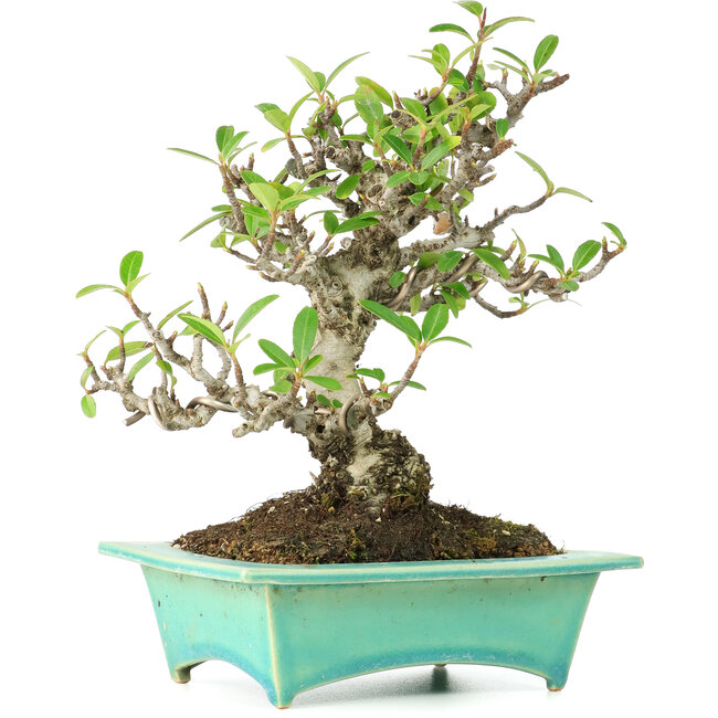 Pyracantha, 175 cm, ± 15 jaar oud, in handgemaakte Japanse pot