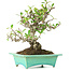 Pyracantha, 175 cm, ± 15 anni, in vaso giapponese fatto a mano