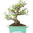 Pyracantha, 175 cm, ± 15 anni, in vaso giapponese fatto a mano