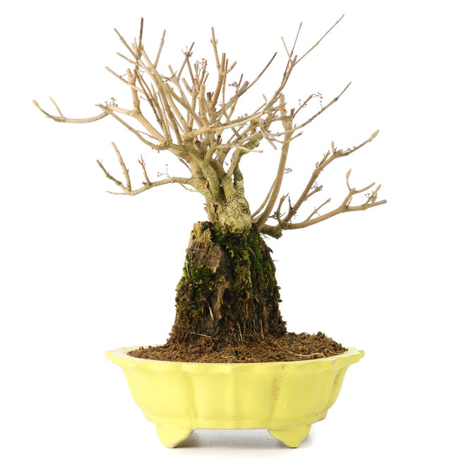 Callicarpa japonica, 21 cm, ± 20 Jahre alt, mit weißen Blüten und den charakteristischen kleinen lila Beeren von Callicarpa, in einem Topf mit kleinen Glasursplittern am oberen Rand