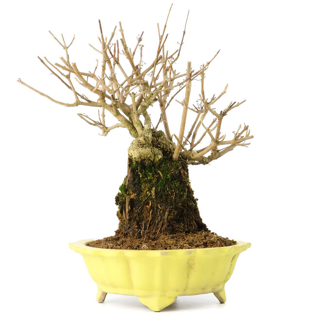 Callicarpa japonica, 21 cm, ± 20 Jahre alt, mit weißen Blüten und den charakteristischen kleinen lila Beeren von Callicarpa, in einem Topf mit kleinen Glasursplittern am oberen Rand