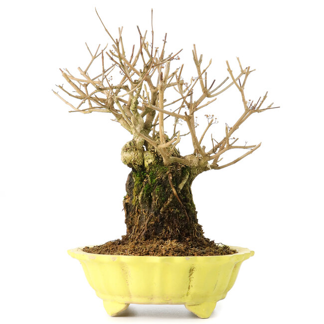 Callicarpa japonica, 21 cm, ± 20 Jahre alt, mit weißen Blüten und den charakteristischen kleinen lila Beeren von Callicarpa, in einem Topf mit kleinen Glasursplittern am oberen Rand