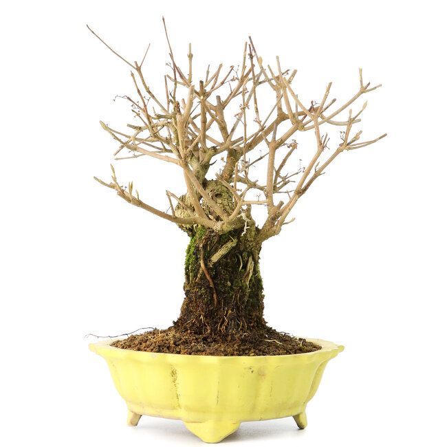 Callicarpa japonica, 21 cm, ± 20 Jahre alt, mit weißen Blüten und den charakteristischen kleinen lila Beeren von Callicarpa, in einem Topf mit kleinen Glasursplittern am oberen Rand