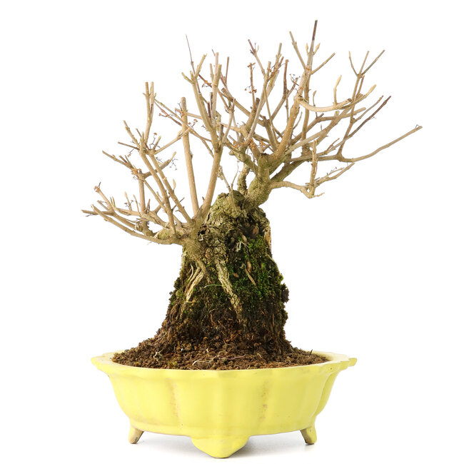 Callicarpa japonica, 21 cm, ± 20 Jahre alt, mit weißen Blüten und den charakteristischen kleinen lila Beeren von Callicarpa, in einem Topf mit kleinen Glasursplittern am oberen Rand