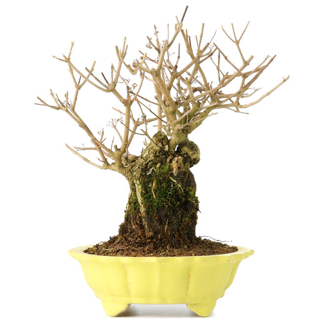 Callicarpa japonica, 21 cm, ± 20 Jahre alt, mit weißen Blüten und den charakteristischen kleinen lila Beeren von Callicarpa, in einem Topf mit kleinen Glasursplittern am oberen Rand