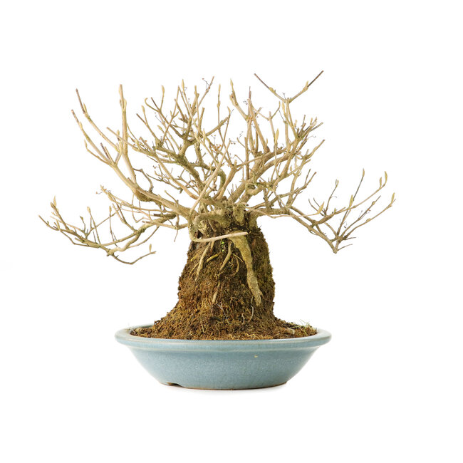 Callicarpa japonica, 18 cm, ± 20 anni, con fiori bianchi e le caratteristiche bacchette viola di Callicarpa