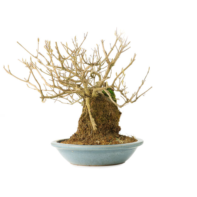 Callicarpa japonica, 18 cm, ± 20 Jahre alt, mit weißen Blüten und den charakteristischen kleinen lila Beeren von Callicarpa