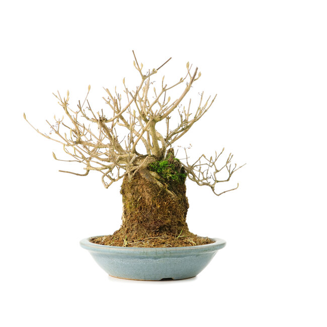 Callicarpa japonica, 18 cm, ± 20 anni, con fiori bianchi e le caratteristiche bacchette viola di Callicarpa