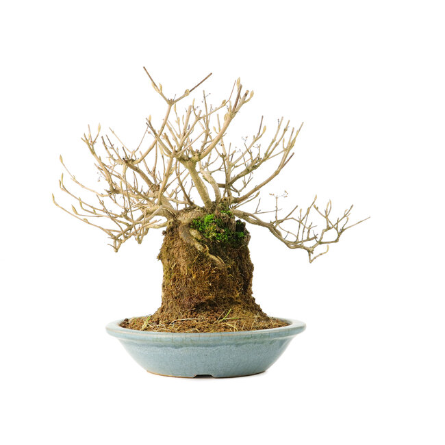 Callicarpa japonica, 18 cm, ± 20 Jahre alt, mit weißen Blüten und den charakteristischen kleinen lila Beeren von Callicarpa