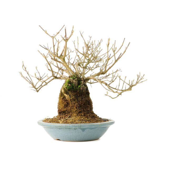 Callicarpa japonica, 18 cm, ± 20 anni, con fiori bianchi e le caratteristiche bacchette viola di Callicarpa