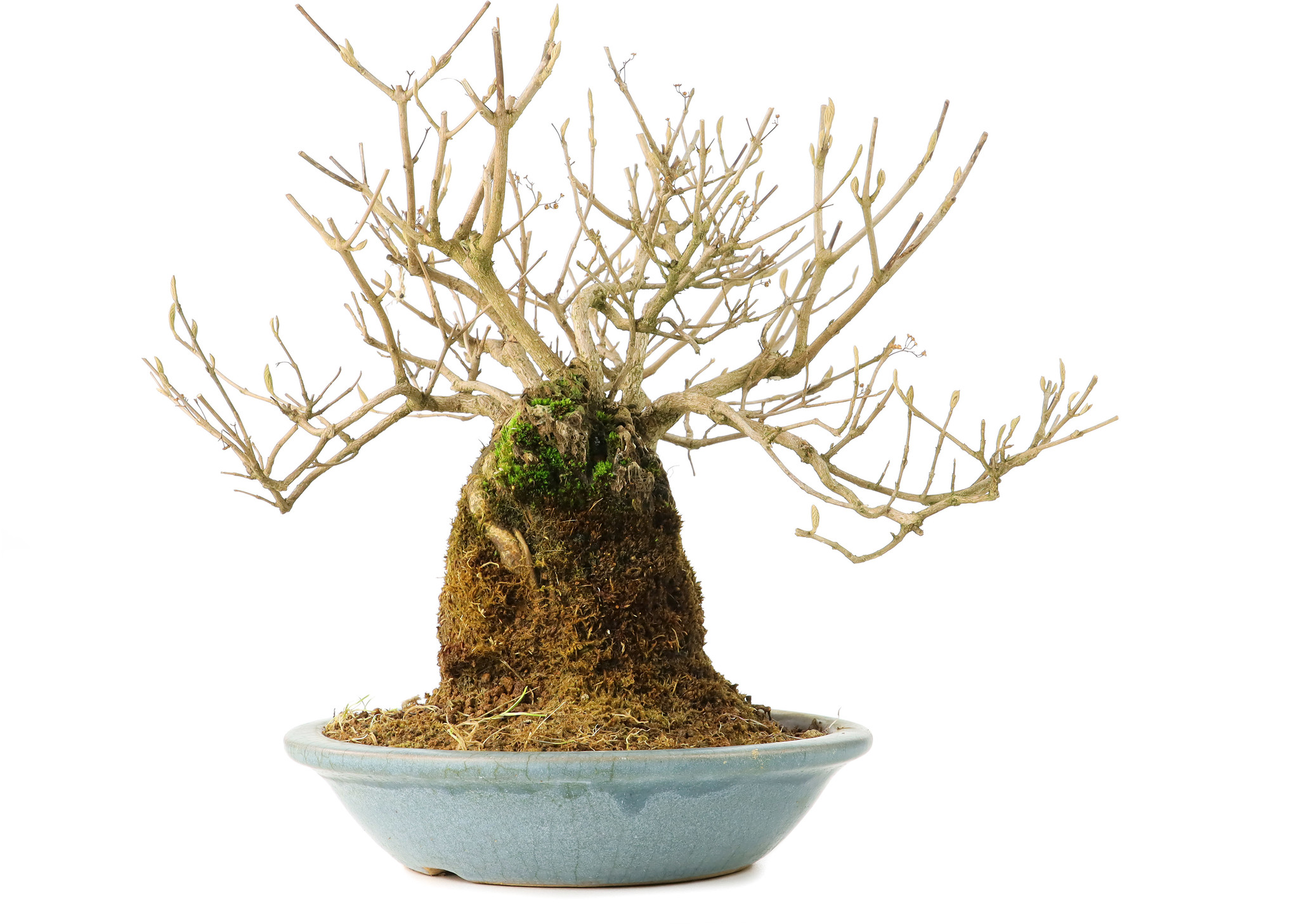 Callicarpa japonica, 18 cm, ± 20 años, con flores blancas y las pequeñas bayas moradas características de Callicarpa - Bonsai Plaza Callicarpa japonica, 18 cm, ± 20 años, con flores blancas y las pequeñas bayas moradas características de Callicarpa - Bonsai Plaza