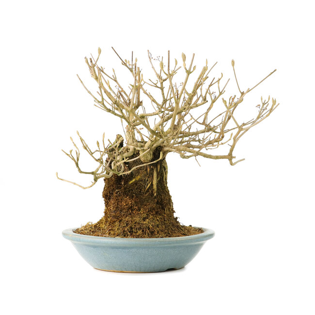 Callicarpa japonica, 18 cm, ± 20 anni, con fiori bianchi e le caratteristiche bacchette viola di Callicarpa