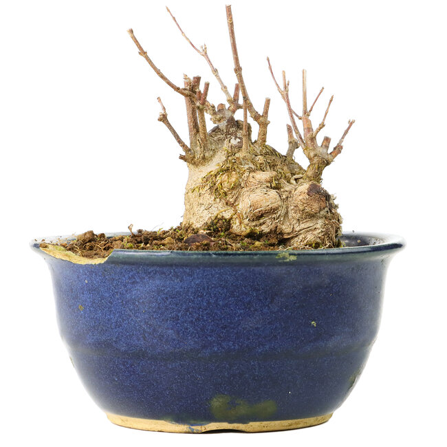 Acer buergerianum, 11 cm, ± 35 ans, dans un pot cassé