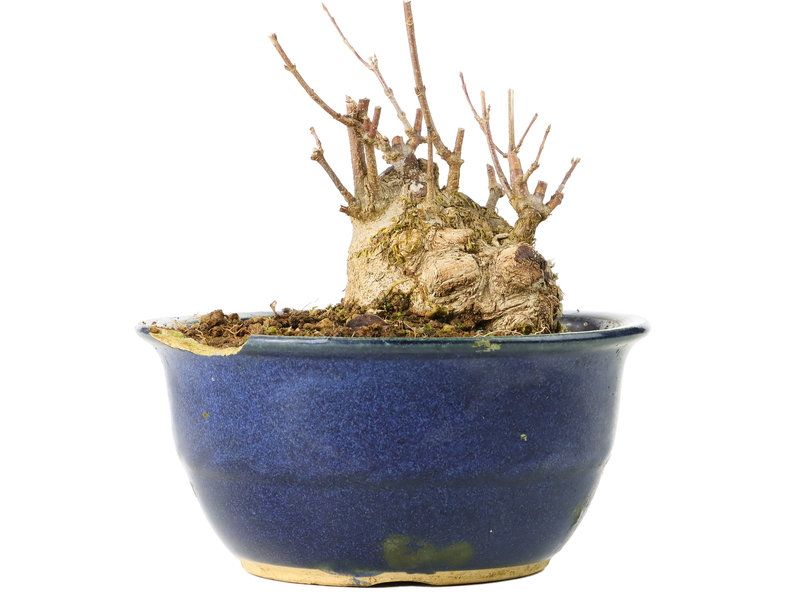 Acer buergerianum, 11 cm, ± 35 jaar oud, in gebroken pot
