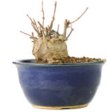 Acer buergerianum, 11 cm, ± 35 jaar oud, in gebroken pot