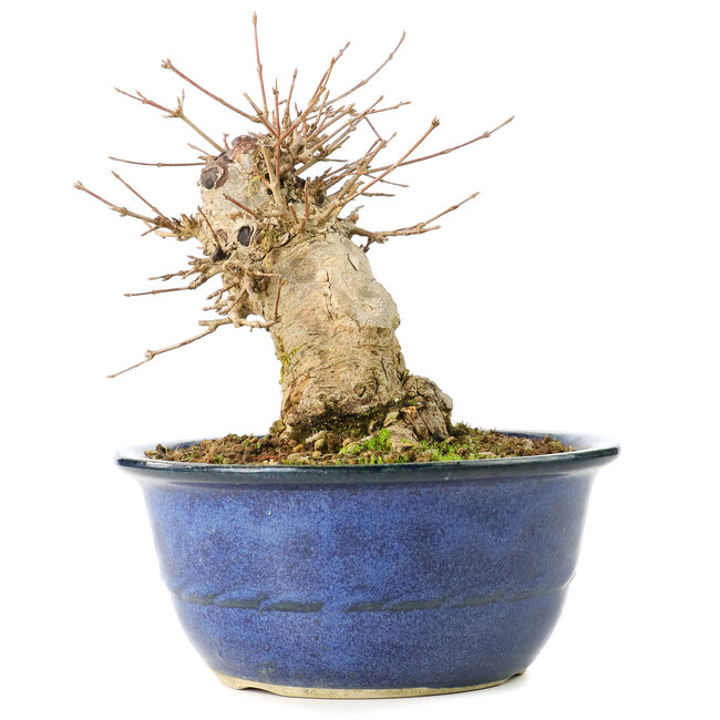 Acer buergerianum, 17 cm, ± 35 años