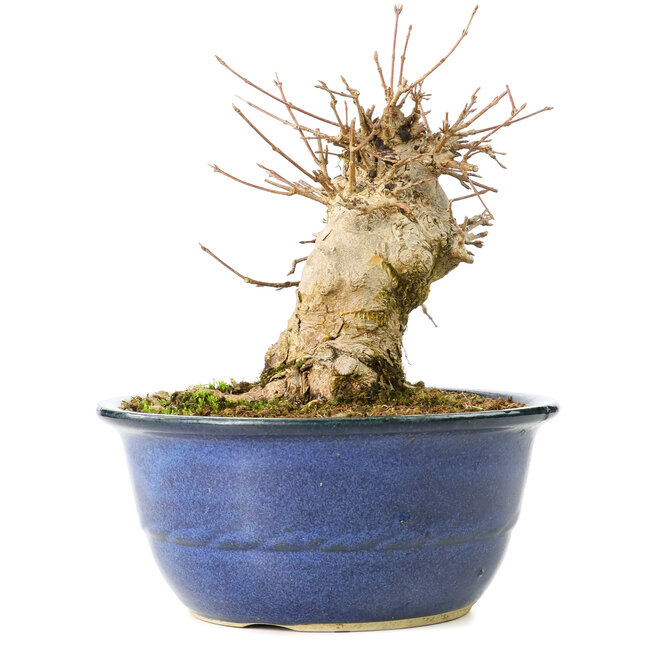 Acer buergerianum, 17 cm, ± 35 años