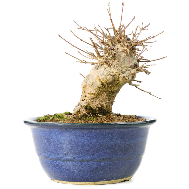 Acer buergerianum, 17 cm, ± 35 jaar oud