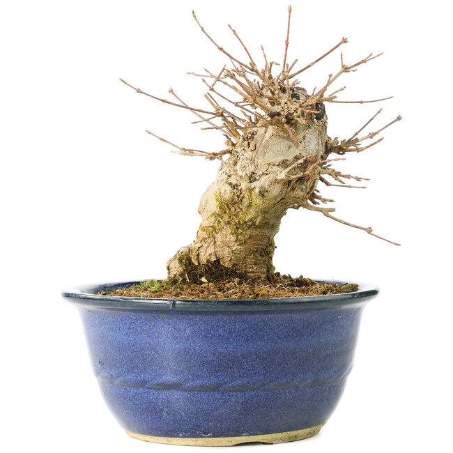 Acer buergerianum, 17 cm, ± 35 años