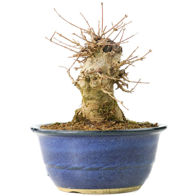 Acer buergerianum, 17 cm, ± 35 años