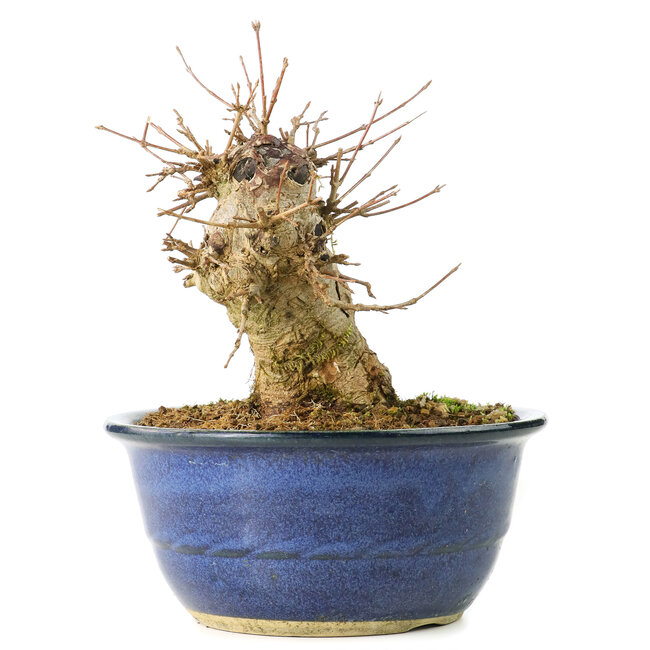 Acer buergerianum, 17 cm, ± 35 años