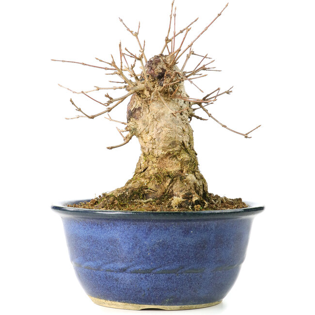Acer buergerianum, 17 cm, ± 35 años, con un nebari de 13 cm