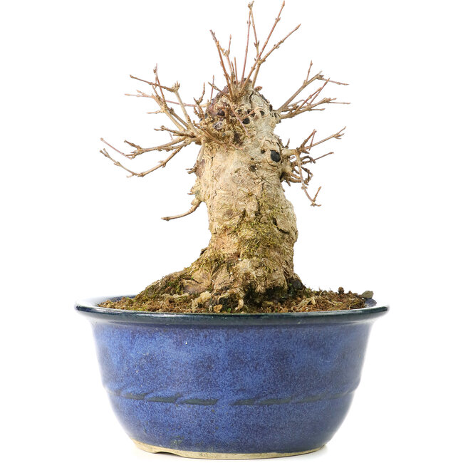 Acer buergerianum, 17 cm, ± 35 years old, with a nebari of 13 cm