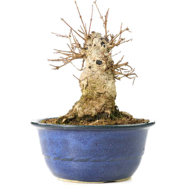 Acer buergerianum, 17 cm, ± 35 years old, with a nebari of 13 cm