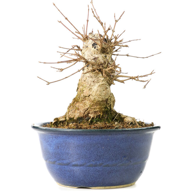 Acer buergerianum, 17 cm, ± 35 jaar oud, met een nebari van 13 cm