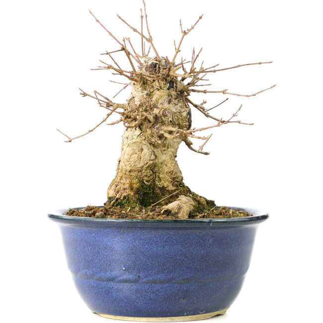 Acer buergerianum, 17 cm, ± 35 jaar oud, met een nebari van 13 cm