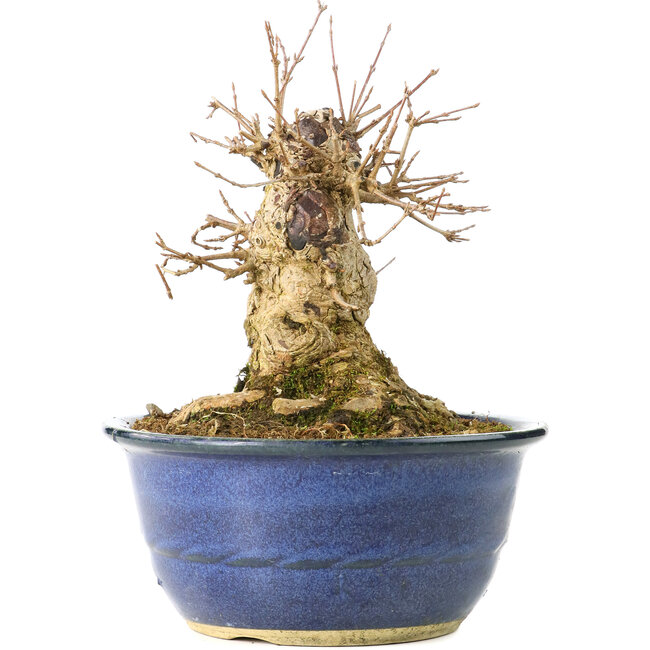 Acer buergerianum, 17 cm, ± 35 years old, with a nebari of 13 cm