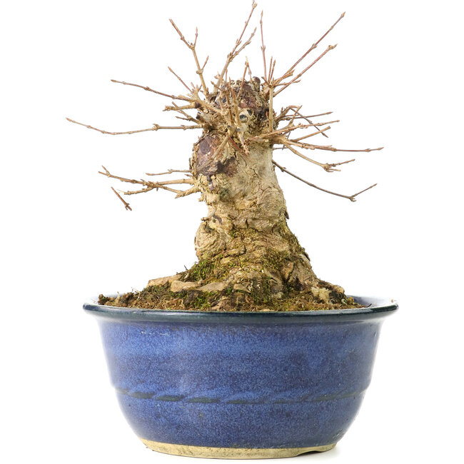 Acer buergerianum, 17 cm, ± 35 jaar oud, met een nebari van 13 cm