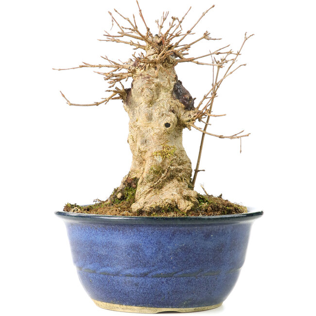 Acer buergerianum, 19 cm, ± 35 años, con un nebari de 13 cm