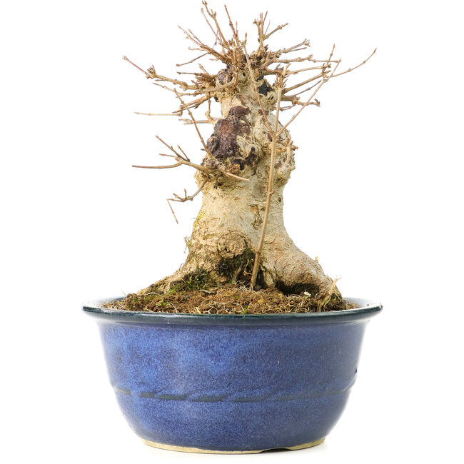 Acer buergerianum, 19 cm, ± 35 Jahre alt, mit einem Nebari von 13 cm